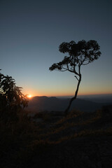 Fototapeta na wymiar Trees Silhouettes at Sunrise in the Mountains in Brazil