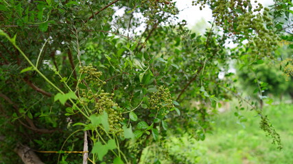 Multipurpose medicinal Heena or Lawsonia inermis plant view. Tropical plant, uses in hair dye,and pharmaceutical industry.
