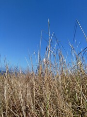 Obraz premium Dry Grasss with a natural background