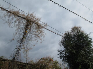電線に絡まるツタ