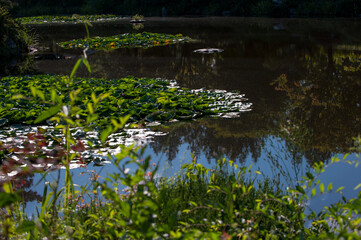 Fototapeta na wymiar The beautiful lotus pond and reflection blue sky.