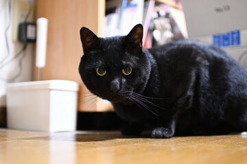 まんまる目の黒猫