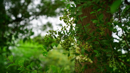 Henna, Alcana, Cypress shrub, Egyptian Rivet, Henna Tree view. New budding plant mainly uses in medicinal purpose and hair dye.
