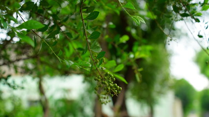 Selective focus on Heena or Lawsonia inermis leaves. Attractive view of flowers. Tropical tree mostly found in Asian continent.

