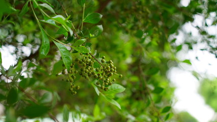 Green leaves and buds view of traditional Lawsonia inermis (Heena) plant. Medicinal tree uses to make Mehandi art in India.
