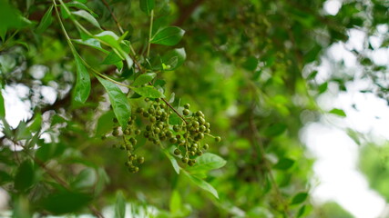 Green leaves and buds view of traditional Lawsonia inermis (Heena) plant. Medicinal tree uses to make Mehandi art in India.
