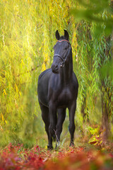 Black horse standing on fall ladscape