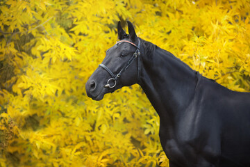 Black horse in fall landscape
