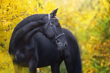 Black horse in fall landscape
