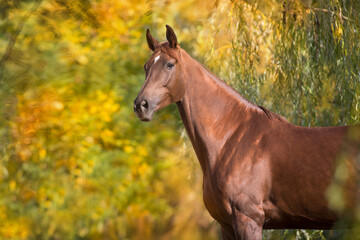 Red horse portrait standing against fall yellow trees