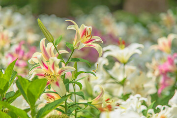 夏の公園に咲く黄色いユリ