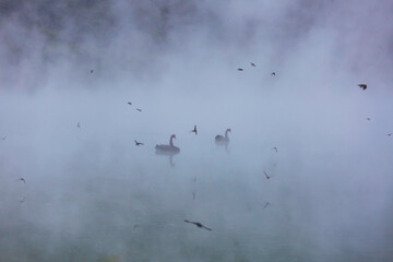 Fototapeta premium Black swan