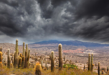 Cactus in Altiplano