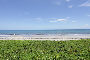 Fototapeta na wymiar green grass on the beach