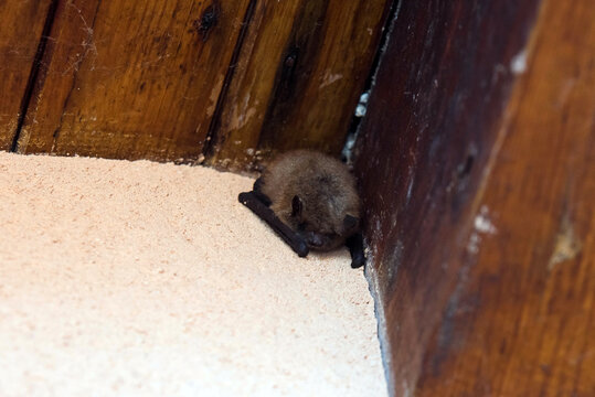 bat under a house roof