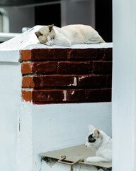 Can I sleep next to you?