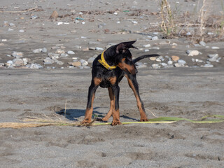 Doberman puppy on the beach