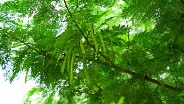Close up view of Moringa or Drumstick tree leaves and pods. Follicle uses in vegetables and traditional medicines.
