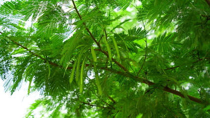 Close up view of Moringa or Drumstick tree leaves and pods. Follicle uses in vegetables and traditional medicines.
