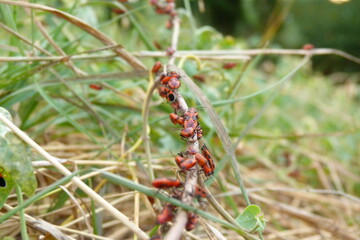 ants on a branch
