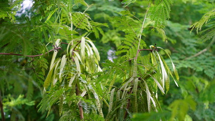 Close up view of Moringa or Drumstick tree leaves and pods. Follicle uses in vegetables and traditional medicines.
