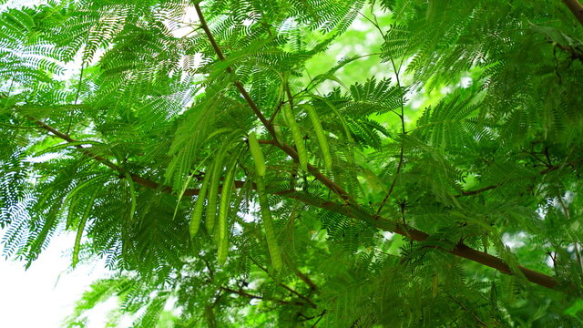 Close up view of Moringa or Drumstick tree leaves and pods. Follicle uses in vegetables and traditional medicines.
