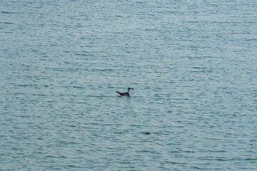 Waterfowl swimming in the ocean.