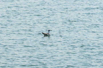 Naklejka premium Waterfowl swimming in the ocean.