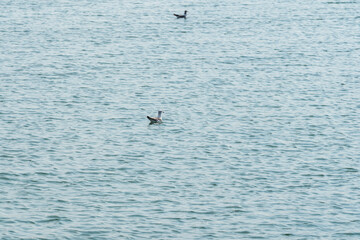 Waterfowl swimming in the ocean.