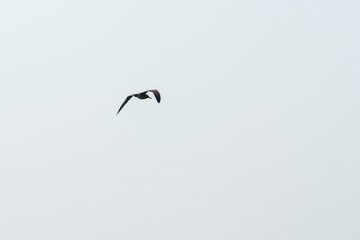 A raptor flies through the port city of Osaka, Japan on August 21, 2020.
