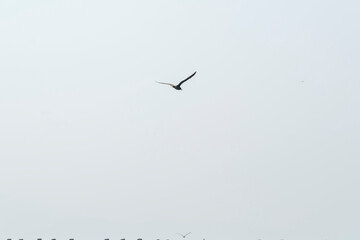 A raptor flies through the port city of Osaka, Japan on August 21, 2020.