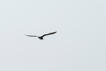 A raptor flies through the port city of Osaka, Japan on August 21, 2020.