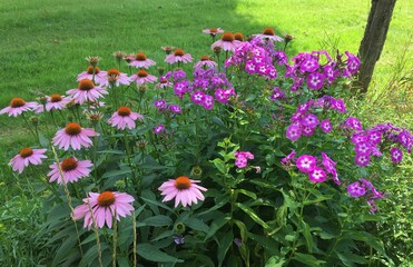 Obraz premium Purple flowers echinacea