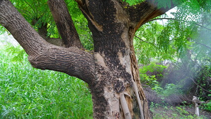 Close up view of Moringa or Drumstick tree trunk. Tropical tree with hard bark. Medicinal tree.
