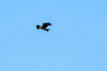 A raptor flies through the port city of Osaka, Japan