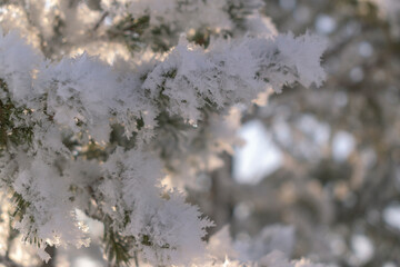 Coniferous branches in the snow in winter. Textured white snow, crystals. Concept for Christmas tree, New Year holiday. Selective focus.
