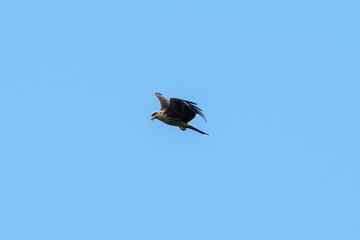 A raptor flies through the port city of Osaka, Japan
