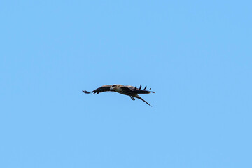 A raptor flies through the port city of Osaka, Japan