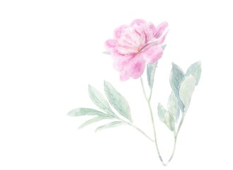 Delicate pink peony flower watercolor