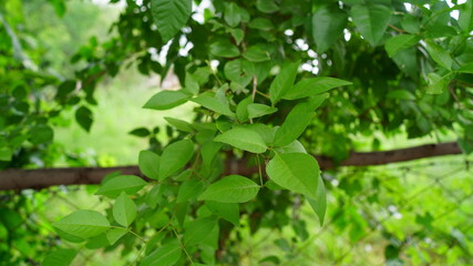 Beautiful portrait of Morus or Mulberry plant's leaves. Asian tropical tree, deciduous tree, mostly uses for cotton industry.
