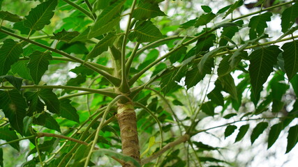 Beautiful green leaves of  Ardu or Ailanthus excelsa plant view with attracitive look. Also known heaven tree.