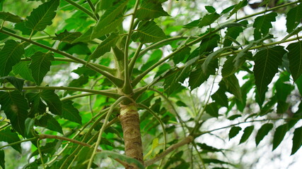 Beautiful green leaves of  Ardu or Ailanthus excelsa plant view with attracitive look. Also known heaven tree.