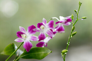 Fototapeta na wymiar Natural photos: Popularly grown orchids (Viet Nam) 