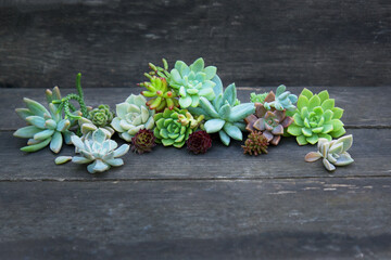 set of different succulents on a wooden background