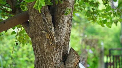 Selective focus on Squirrel, relaxing on Mulberry plant. Mammals animal inhabits on tree. Wildlife and Nature concept.
