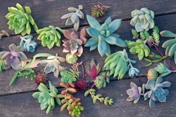 set of different succulents on a wooden background