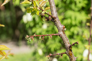branch of the apricot fruit rot affected Monilia cinerea