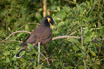 The common Myna OR Indian Myna - Member of the sturnidae family and is native to Asia