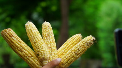 Food concept. Close up view of ripe ear corn, holding in hand. Stylish view, yellow corn with blurred background.
