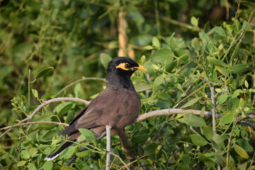 The common Myna OR Indian Myna - Member of the sturnidae family and is native to Asia